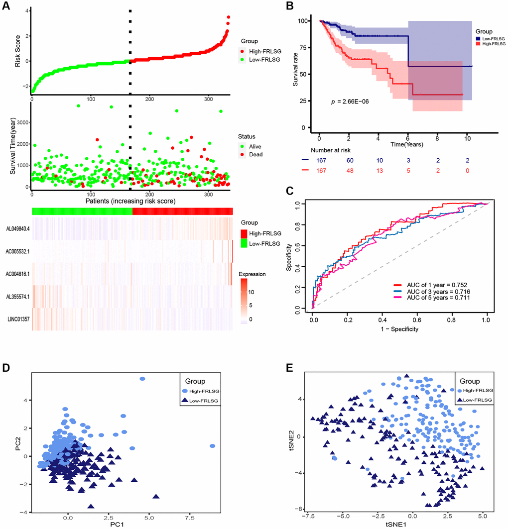 Evaluation of prognosis predicting power for FRLSG. (A) Risk survival status plot (FRLSG score distribution, scatter plots for survival status, and heatmap displaying the expression of 5 FRLs). (B) Kaplan-Meier curve showing the difference of prognosis between the high- and low-FRLSG groups. (C) ROC curves demonstrating the predicting power of FRLSG in predicting 1/3/5-year survival for GC patients. (D) PCA plot and (E) t-SNE plot for the clustering of GC patients based on 5 FRLs.