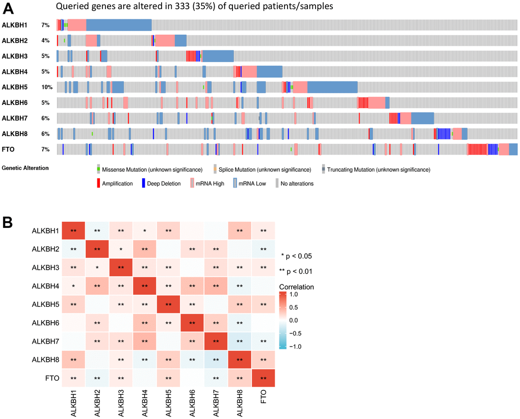 The gene alteration rate and the correlation with different ALKBH members. (A) the frequency and types of genetic alterations of different ALKBH family members in BRCA performed by cBioPortal (333 patients). (B) the correlations between each ALKBH member (GEPIA). *: P