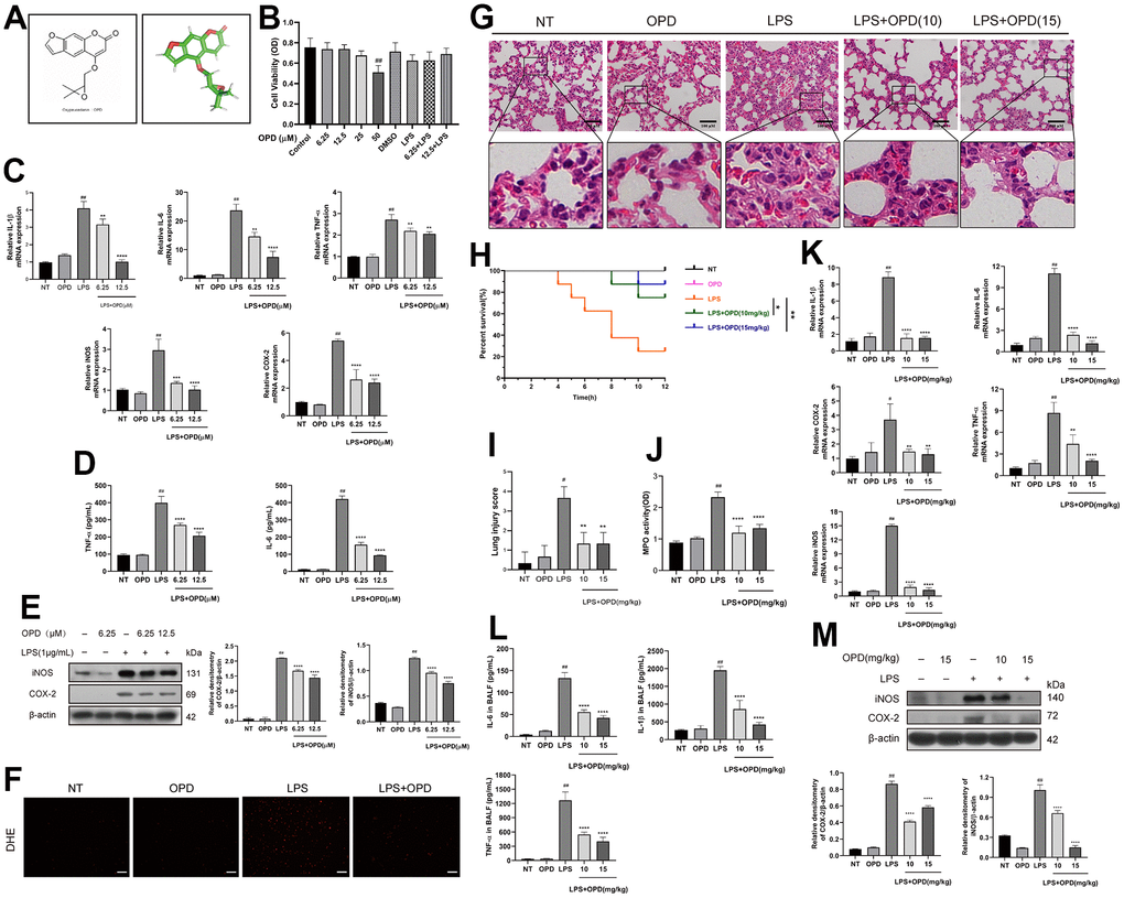 Oxypeucedanin attenuated changes in inflammation levels in the lung tissue of LPS-induced mice and LPS-induced RAW264.7 cells. (A) The molecular structure of OPD and the three-dimensional structure of the OPD molecule. (B) RAW264.7 cells were cultured in a 37° C cell incubator with 5% CO2. The cells were pretreated with OPD for 1 h, then with or without LPS (1 ug/ml) for 24 h. Different concentrations of OPD were dissolved in DMSO, and the content of DMSO was 0.1%. The effect of OPD on the viability of RAW264.7 cells was determined by the CCK8 assay. (C) After the OPD pretreatment for 1 h, RAW264.7 cells were stimulated with LPS (1 μg/mL) for 6 h, and total RNA was extracted by TRIzol. The mRNA transcription levels of IL-6, IL-1β, TNF-α, iNOS, and COX-2 were determined by qRT–PCR. (D) RAW264.7 cells were stimulated with LPS for 12 h, the culture medium was collected, and the supernatant was collected after centrifugation. IL-6 and TNF-α protein expression levels were determined by ELISA. (E) After 1 h of the OPD (6.25 and 12.5 μM) pretreatment, RAW264.7 cells were stimulated with LPS (1 μg/mL) for 12 h. The protein expression levels of iNOS and COX-2 were determined by Western blotting. The protein bands of iNOS and COX-2 in RAW264.7 cells are shown. The quantitative analysis of iNOS and COX-2 protein was visualized by ImageJ. (F) The fluorescence intensity of ROS levels was read by a fluorescence microscope; scale bar = 50 μm. (G) H&E staining of the lung tissue. The collected lung tissue was processed into paraffin tissue cuts and then soaked in hematoxylin and eosin in sequence, and finally, H&E staining results were obtained, scale bar = 100 μm (H&E: magnification: 200×). (H) After the LPS induction or equivalent volumes of saline and OPD pretreatment, the survival of mice was observed within 12 h (n=8). (I) The lung pathological injury score was determined as follows. Four pathological sections of H&E staining were randomly selected from each group for lung injury scoring with a 200× microscope field of view. (J) MPO of the lung tissue. The supernatant of fresh lung tissue was used as an MPO sample after homogenization (n=5). (K) The mRNA levels of inflammatory factors (IL-6, IL-1β, TNF-α, iNOS, and COX-2) in lung tissue (n=5). (L) The levels of IL-6, IL-1β, and TNF-α in the BALF of LPS-treated mice (n=5). (M) Protein levels of iNOS and COX-2 in LPS-induced mice (n=3). The quantitative analysis of iNOS and COX-2 proteins was performed by ImageJ. The concentrations of OPD in cell and animal experiments were 12.5μM and 15mg/kg, respectively. SEM was used as the error standard for data analysis, and the experiment was repeated three times independently. #p ##p **p  0.01, ***p  0.001 and ****p  0.0001 compared with the LPS group. LPS: Lipopolysaccharide; OPD: Oxypeucedanin; NT: No-treatment group. MPO: Myeloperoxidase LPS: Lipopolysaccharide; BALF: Bronchoalveolar Fluid.