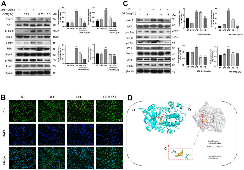 Oxypeucedanin inhibited the activation of the PI3K/AKT/NF-κB signaling pathways in LPS-treated mice and LPS-treated RAW264.7 cells. (A) The cells were pretreated with oxypeucedanin (6.25 and 12.5 μM) for 1 h and then stimulated with LPS for 1 h before the proteins were harvested. Western blotting was used to analyze the protein bands of the PI3K/AKT and NF-κB signaling pathways in RAW264.7 cells (n=5). The quantitative analysis of the protein levels in the AKT and NF-κB signaling pathways is shown. (B) The fluorescence intensity of the translocation of P65 into the nucleus is in RAW264.7 cells. Green indicates P65 proteins, and blue indicates DAPI. Scale bar = 200 μm (n=5). (C) Western blotting was used to analyze the PI3K/AKT and NF-κB signaling pathway proteins in LPS-induced mice. Quantitative analysis of the proteins in the PI3K/AKT and NF-κB signaling pathways (n=3) is shown. (D) The Pdb experiment database was used to download the pdb format of the AKT protein. Pubchem was used to download the sdf structure of oxypeucedanin molecules. AutoDockTools-1.5.6 and PyMOL software were used for molecular docking and data analysis. Yellow represents oxypeucedanin, and the sum can be a, b) The surface binding mode of oxypeucedanin and AKT (30w3); (c) OPD binds to AKT (30w3) amino acid residues through hydrogen bonding. The concentrations of OPD in cell and animal experiments were 12.5μM and 15mg/kg, respectively. SEM was used as the error standard for data analysis, and the experiment was repeated three times independently. #p ##p ***p 0.001 and ****p  0.0001 compared with the LPS group. LPS: Lipopolysaccharide; OPD: Oxypeucedanin; NT: No-treatment group.