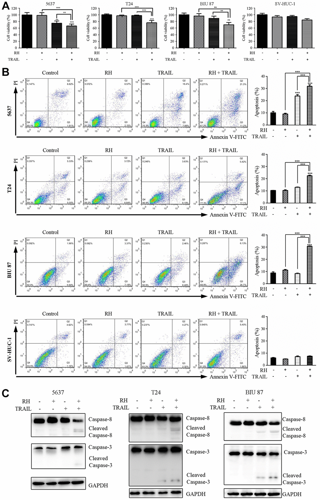 Cell viability, apoptosis, and caspase changes in 5637, T24, BIU 87, and SV-HUC-1 cells by treatment with non-toxic RH and TRAIL. Four bladder cell lines were treated with non-toxic RH (10 μg/mL) and different concentrations of TRAIL, TRAIL-sensitive cells (5637 cells, 5 ng/mL), and TRAIL-resistant cells (T24, BIU 87 and SV-HUC-1, 20 ng/mL) for 24 h. (A) Cell viabilities were measured by CCK8. (B) Cell apoptosis was detected via FCM. (C) The activation levels of Caspase-8 and Caspase-3 were detected via Western blot. Differences between groups were examined using one-way ANOVA. The results represent the means ± SD of three replicates, **P ***P 