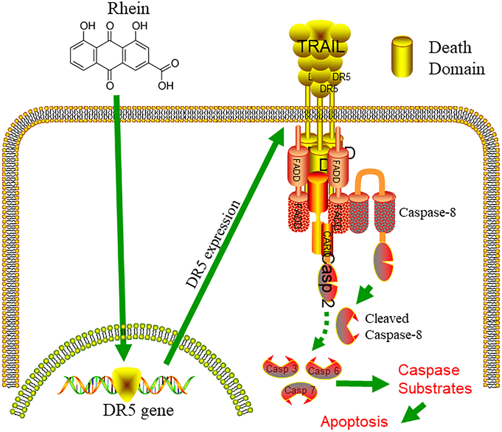 Graphical abstract. Combined treatment with TRAIL and non-toxic concentration of RH reversed TRAIL resistance and increased TRAIL-mediated apoptosis in bladder cancer cells by up-regulating DR5 expression.