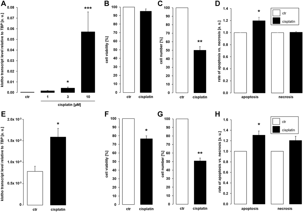 Cisplatin upregulates αklotho expression in MDCK and NRK-52E cells. (A) Arithmetic mean ± SEM of αklotho transcript levels normalized to TBP in MDCK cells treated with cisplatin at the indicated concentration for 24 h (n = 5; Friedman ANOVA followed by Dunn-Bonferroni post-hoc test). (B, C) Arithmetic mean ± SEM of MDCK cell viability (B) or number (C) upon treatment without or with 10 μM cisplatin for 24 h (B: n = 5, one-sample t-test; C: n = 4, one-sample t-test). (D) Rate of apoptosis and necrosis of MDCK cells treated with or without 10 μM cisplatin for 24 h (n = 6, one-sample t test) (E) Arithmetic mean ± SEM of αklotho transcript levels relative to TBP in NRK-52E cells incubated without or with 10 μM cisplatin for 24 h (n = 5, paired t-test). (F, G) Arithmetic mean ± SEM of NRK-52E cell viability (F) or number (G) upon treatment without or with 10 μM cisplatin for 24 h (F: n = 5, one-sample t-test; G: n = 4, one-sample t-test). (H) Rate of apoptosis and necrosis of NRK-52E cells treated with or without 10 μM cisplatin for 24 h (n = 5, one-sample t test) *p **p ***p 