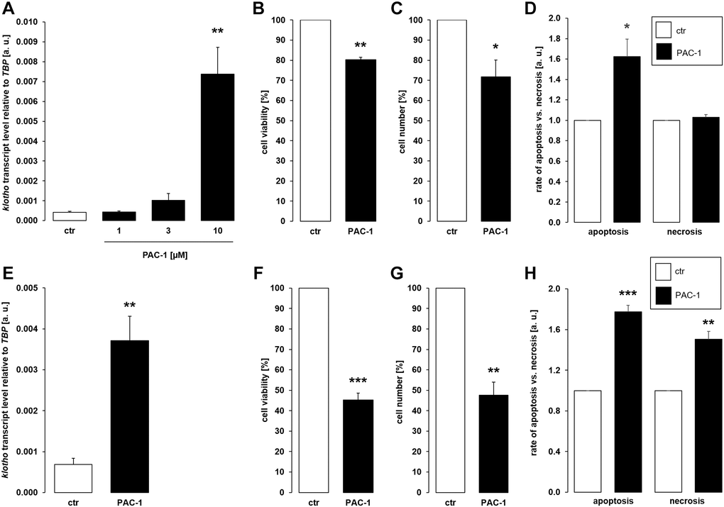 αKlotho gene expression is stimulated by procaspase activating compound 1 (PAC-1) in MDCK and NRK-52E cells. (A) Arithmetic mean ± SEM of αklotho transcript levels normalized to TBP in MDCK cells treated with PAC-1 at the indicated concentration for 24 h (n = 6; Friedman ANOVA followed by Dunn-Bonferroni post hoc test). (B, C) Arithmetic mean ± SEM of MDCK cell viability (B) or number (C) upon treatment without or with 10 μM PAC-1 for 24 h (B: n = 4, one-sample t-test; C: n = 6, one-sample t-test). (D) Rate of apoptosis and necrosis of MDCK cells treated with or without 10 μM PAC-1 for 24 h (n = 6, one-sample t test). (E) Arithmetic mean ± SEM of αklotho transcript levels relative to TBP in NRK-52E cells incubated without or with 10 μM PAC-1 for 24 h (n = 6, paired t-test). (F, G) Arithmetic mean ± SEM of NRK-52E cell viability (F) or number (G) upon treatment without or with 10 μM PAC-1 for 24 h (F: n = 5, one-sample t-test; G: n = 4, one-sample t-test). (H) Rate of apoptosis and necrosis of NRK-52E cells treated with or without 10 μM PAC-1 for 24 h (n = 5, one-sample t test). *p **p ***p 