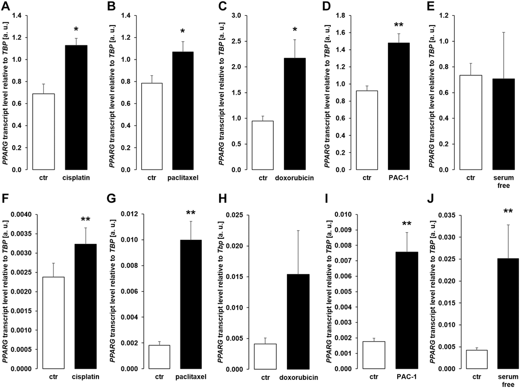 Cytotoxic agents and apoptosis inducers up-regulate PPARG in MDCK and NRK-52E cells. (A–E) Arithmetic mean ± SEM of PPARG transcript levels normalized to TBP in MDCK cells treated with or without 10 μM cisplatin (A; n = 5; paired t-test), 120 nM paclitaxel (B; n = 5; paired t-test), 300 nM doxorubicin (C; n = 5, paired t-test), 10 μM PAC-1 (D; n = 6, paired t-test), or with and without 5% FBS in the culture medium (E; n = 5, Wilcoxon signed-rank test) for 24 h. (F–J) Arithmetic mean ± SEM of PPARG mRNA levels relative to TBP in NRK-52E cells treated for 24 h with or without 10 μM cisplatin (F; n = 8; paired t-test), 120 nM paclitaxel (G; n = 5; paired t-test), 300 nM doxorubicin (H; n = 7, paired t-test), 10 μM PAC-1 (I; n = 6, paired t-test), or incubated with or without 5% NBCS in the culture medium (J; n = 6, Wilcoxon signed-rank test). *p **p 