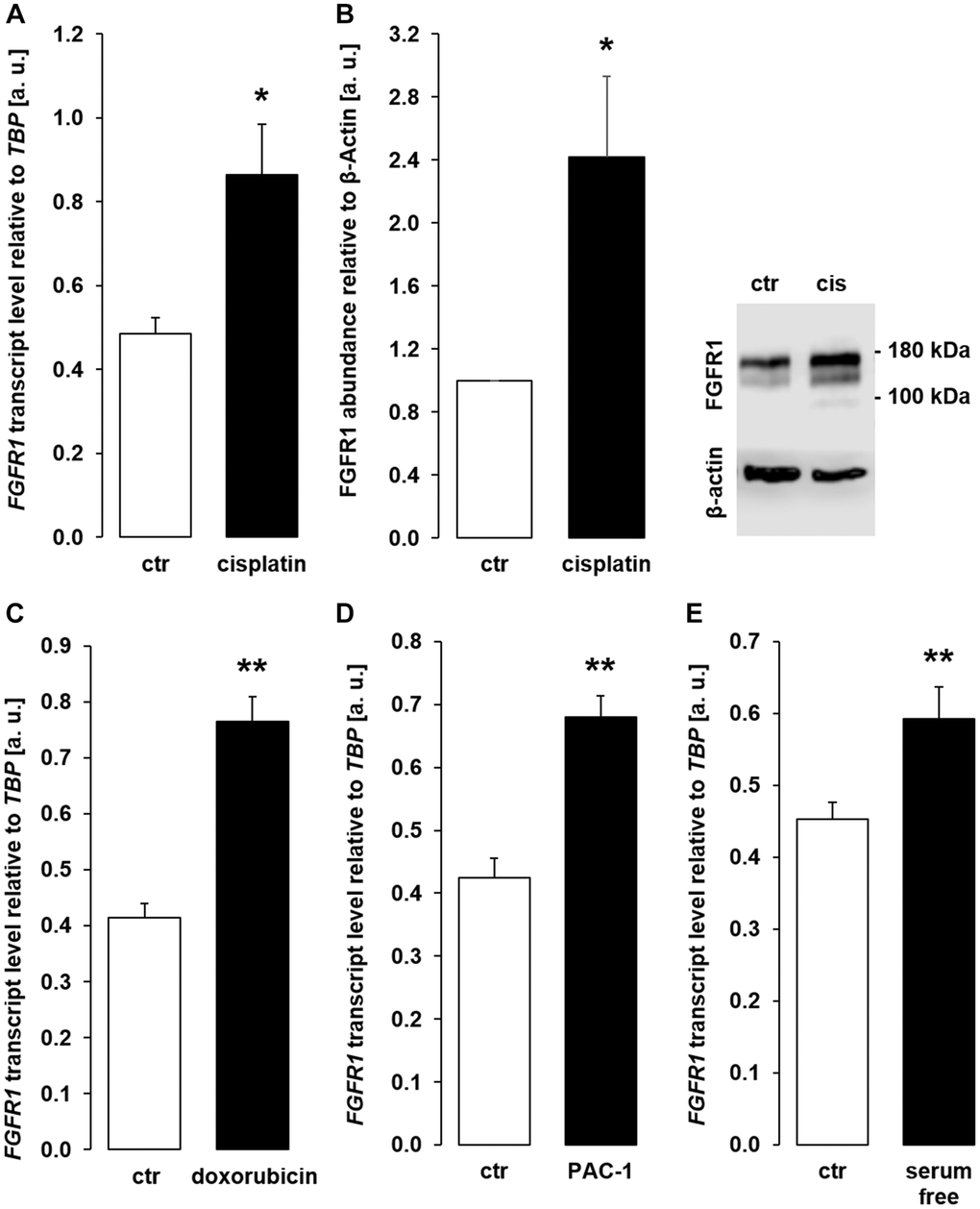 Cisplatin, doxorubicin, PAC-1, and serum depletion up-regulate FGFR1 in MDCK cells. (A) Arithmetic mean ± SEM of FGFR1 mRNA levels relative to TBP in MDCK cells treated with or without 10 μM cisplatin for 24 h (n = 5, paired t-test). (B) Left panel: Arithmetic mean ± SEM of FGFR1 protein abundance normalized to the abundance of β-actin in MDCK cells following treatment with or without 10 μM cisplatin for 24 h (n = 7, one-sample t-test). Right panel: Original Western Blot demonstrating the abundance of FGFR1 in MDCK cells treated with (cis) or without (ctr) 10 μM cisplatin for 24 h. (C) Arithmetic mean ± SEM of FGFR1 transcript levels relative to TBP in MDCK cells treated with or without 300 nM doxorubicin for 24 h (n = 4, paired t-test). (D) Arithmetic mean ± SEM of FGFR1 transcript level relative to TBP in MDCK cells treated with or without 10 μM PAC-1 for 24 h (n = 5, paired t-test). (E) Arithmetic mean ± SEM of FGFR1 transcripts relative to TBP in MDCK cells incubated without or with 5 % FBS in culture medium for 24 h (n = 5, paired t-test). *p **p 