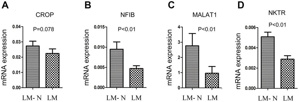 Quantitative RT-PCR gene expression analysis of four genes. The relative expression was calculated using the equation relative quantification (RQ) = 2−ΔΔCT, and β-actin was used as an internal control. Error bars indicate s.e.m. LM: CRC with liver metastasis, LM-N: CRC without liver metastasis. (A) CRC samples with liver metastasis had a lower mRNA expression of CROP compared to that of the CRC without liver metastasis, but p=0.078 (B) CRC samples with liver metastasis had a lower mRNA expression of NFIB compared to that of the CRC without liver metastasis (pC) CRC samples with liver metastasis had a lower mRNA expression of MALAT1 compared to that of the CRC without liver metastasis (pD) CRC samples with liver metastasis had a lower mRNA expression of NKTR compared to that of the CRC without liver metastasis (p