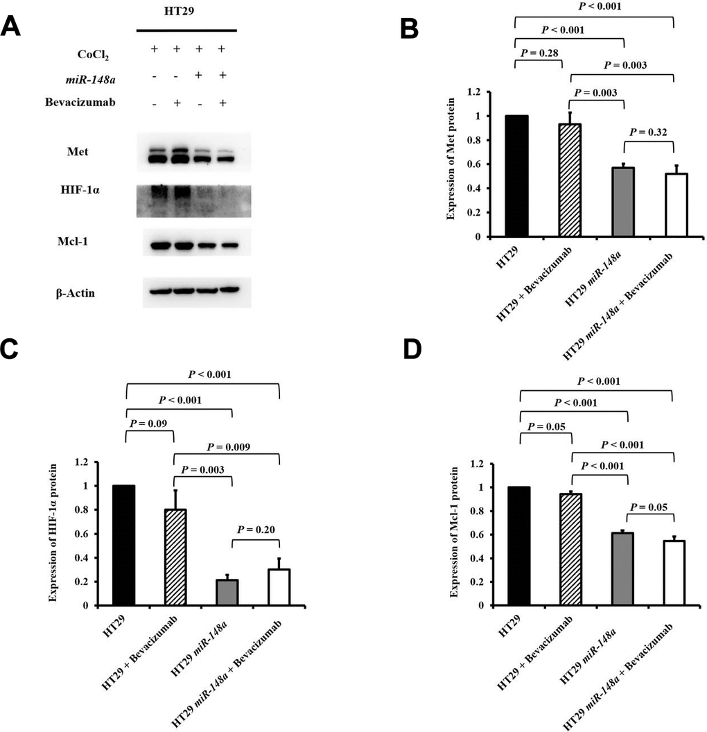 miR-148a inhibited the protein expression of HIF-1α and Mcl-1 by directly targeting Met in the HT29 cell line under hypoxia. We created a hypoxic condition by using CoCl2 and evaluated the expression levels of HIF-1α and Mcl-1 in four cell lines (HT29, HT29 + bevacizumab, HT29-miR-148a, and HT29-miR-148a + bevacizumab). β-Actin served as an internal control. (A) Protein levels of Met, HIF-1α, and Mcl-1; (B) The Met protein expression level was significantly decreased in HT29-miR-148a cells but not in HT29 cells (P C) The HIF-1α protein expression level was significantly decreased (P D) The Mcl-1 protein expression level was markedly decreased (P 