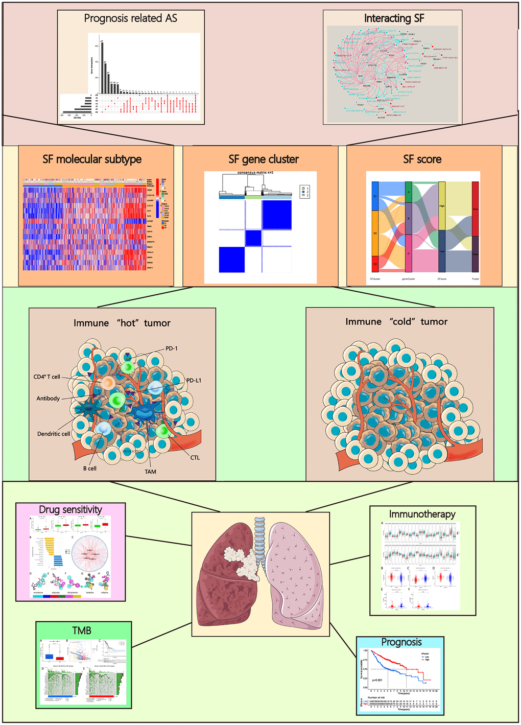 Analysis workflow of this study.