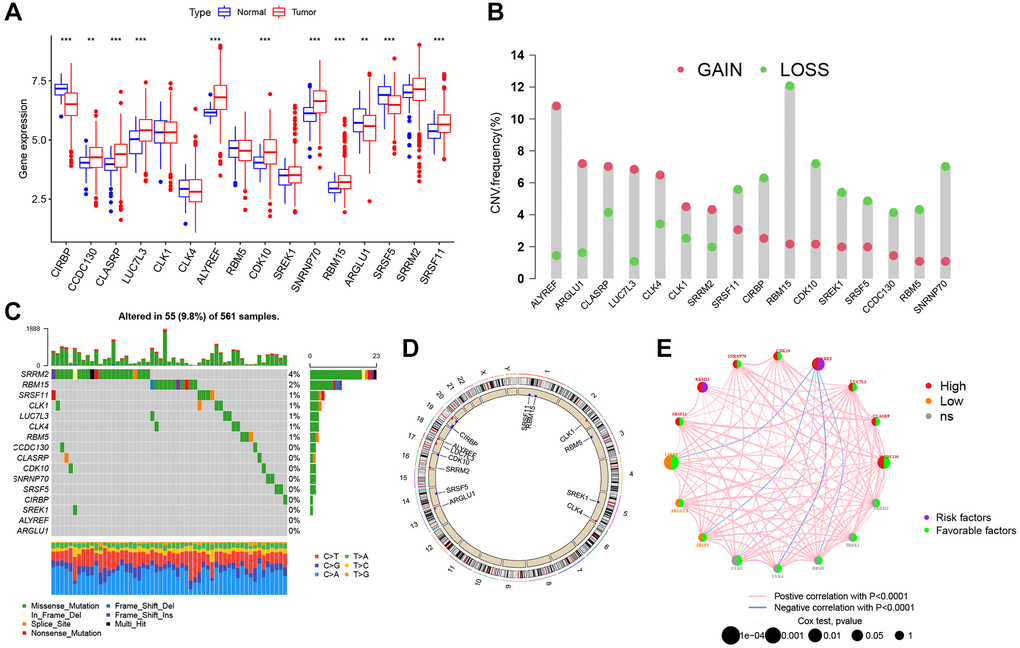 Genetic alteration landscape of 16 splicing factors (SFs) in LUAD. (A) Differential mRNA expression of 16 SFs between normal and tumor samples (*P **P ***P B) CNV mutation was widespread in 16 SFs. The column represented the alteration frequency. Deletion, green dot; Amplification, pink dot. (C) 56 of the 561 LUAD patients showed genetic alterations of 16 SFs. (D) The location of CNV alterations of 16 SFs on chromosomes. (E) The relationship between SFs in LUAD. The thickness of lines linking SFs showed the correlation strength. Negative correlation, blue; positive correlation, pink. Up-regulated SFs, red; down-regulated SFs, orange; no sense of SFs in differential expression, grey.