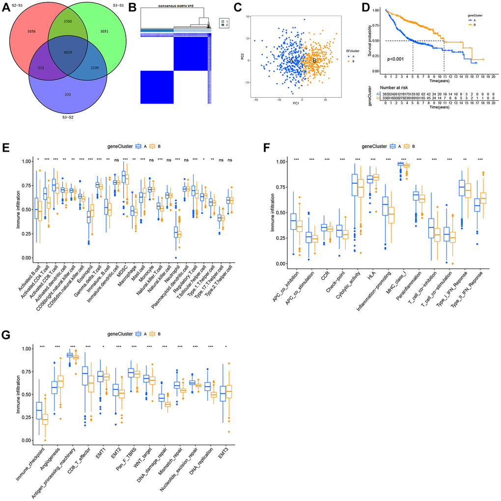 Construction of SFs signatures. (A) 4819 SFs-related differentially expressed genes (DEGs) between three distinct SFs patterns were presented in the Venn diagram. (B) Consensus clustering matrix for k = 3. (C) Principal component analysis (PCA) for the transcriptome profiles of gene cluster A, B. (D) Survival analysis for the two gene clusters based on 2959 SFs-related DEGs in GEO cohorts (P E) TME cell infiltrating abundances in two gene clusters. (F) Difference of immune functions in two gene clusters. (G) Difference of other tumor-related biological processes.