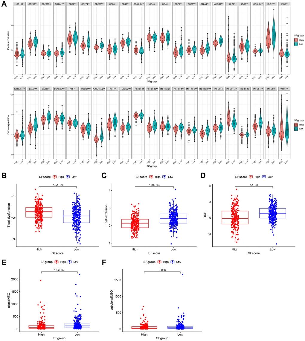 The SFscore predicts immunotherapeutic benefits. (A) The relative mRNA expression level of 42 immune checkpoints was compared between SFscore high versus low groups. (B–D) The relative distribution of T cell exclusion score, T cell dysfunction score and TIDE score were compared between SFscore high versus low groups in TCGA-LUAD cohort (P E, F) The relative distribution of clonal neoantigens and sub-clonal neoantigens were compared between SFscore high versus low groups in TCGA-LUAD cohort (P 