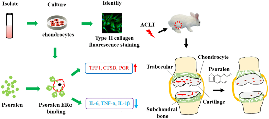 Psoralen inhibits the inflammatory production of chondrocytes, which is related to estrogen-like effect, and can be used to attenuate the progression of OA.