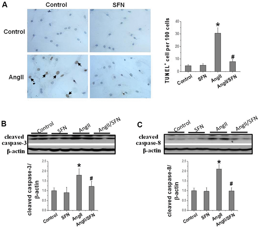 SFN prevents Ang II-induced cardiomyocytes apoptosis. TUNEL staining was used to detect the number of apoptotic cells (brownish-yellow particles in the nucleus) (A). Western blot was used to detect the expression of cleaved caspase-3 (B), cleaved caspase-8 (C). Data were presented as the mean SD (n = 3). *P P 