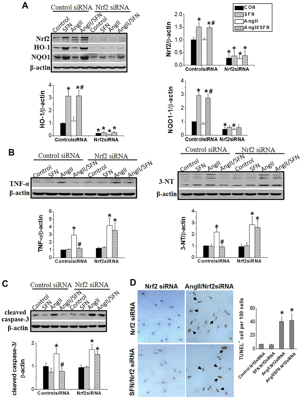 Nrf2 gene knockdown eliminated the preventive effect of SFN on Ang II-induced myocardial damage. Both Nrf2 knockdown cell lines and wild-type cell lines were given/not given Ang II, with/without SFN treatment. Western blot detected the expression of Nrf2 and downstream antioxidant genes NQO1 and HO-1 (A), TNF-α, 3-NT (B), cleaved caspase-3 (C). TUNEL staining detected apoptotic cells (D). Data were presented as the mean SD (n = 3). *P P 