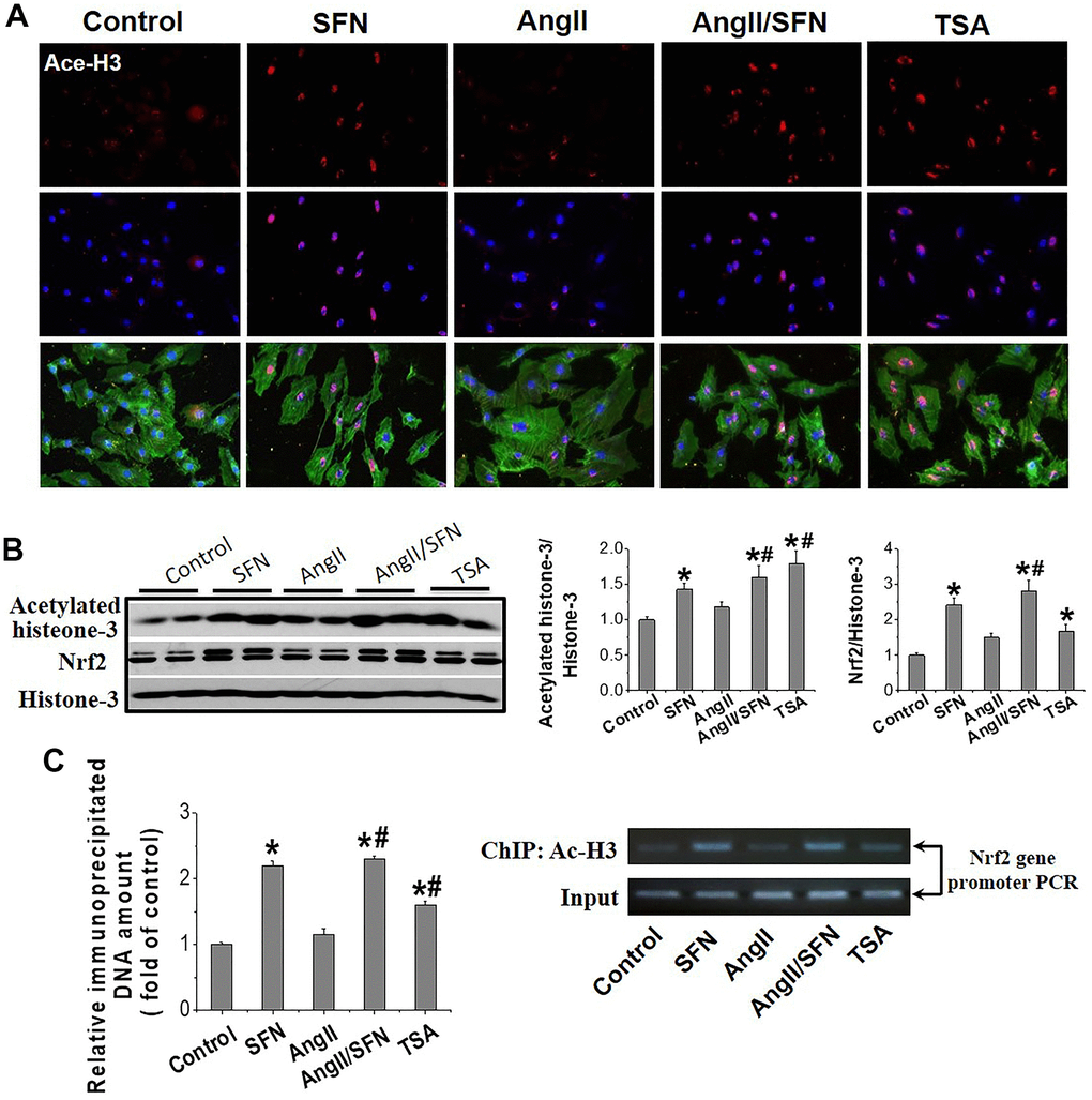 SFN activates myocardial Nrf2 by enhancing the acetylation of histone H3 in Nrf2 promoter region. Immunofluorescent staining was used to detect Ace-H3 expression and distribution (red) (A). Western blot was used to detect Ace-H3 and Nrf2 expression (B). ChIP detected the enrichment of Ac- H3 in Nrf2 promoter region. (C) TSA, a deacetylase inhibitor, was used as a positive control. Data were presented as the mean SD (n = 3). *P P 