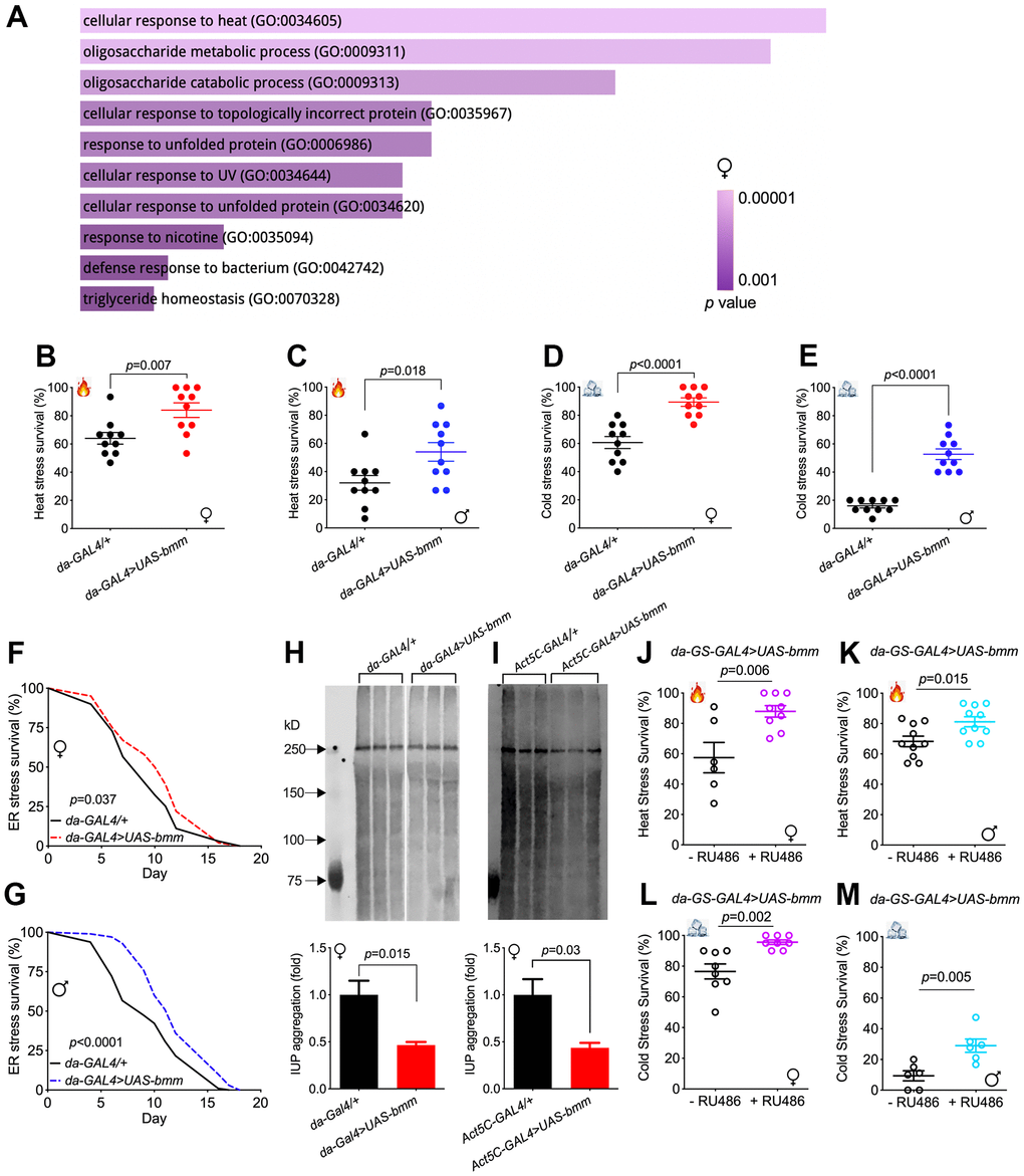 bmm overexpression enhances stress resistance and improves protein homeostasis. (A) Gene ontology enrichment analysis using FlyEnrichr identified the top 10 significantly enriched biological processes for the total DEGs identified in RNA-seq analysis for female da-GAL4/+ vs. da-GAL4>UAS-bmm flies, ranked by p value. The length of the bar represents the significance of the corresponding specific biological process. (B, C) Heat stress resistance test in da-GAL4/+ vs. da-GAL4>UAS-bmm flies. (D, E) Cold stress tolerance test in da-GAL4/+ vs. da-GAL4>UAS-bmm flies. Data are shown as mean±SEM and analyzed by two-tailed Student t-test in (B–E). n=150 for each group. (F, G) The survival curves upon tunicamycin-induced ER stress of da-GAL4/+ vs. da-GAL4>UAS-bmm flies. n=97-100 for each group and p value was determined by log-rank test. (H, I) Insoluble ubiquitinated protein (IUP) aggregation measurements by Western blotting in old female control vs. bmm overexpression flies at 35 to 40 days of age. n=3-6 replicates for each group, and each replicate protein was extracted from 10 flies. Samples in (H) were run on the same blot with the middle lanes of unrelated treatment groups cropped out. Data are shown as mean±SEM and statistical analysis was carried out by two-tailed Student t-test. (J, K) Heat stress resistance test in inducible da-GS-GAL4>UAS-bmm flies with or without RU486 induction. n=64-139 for each group. (L, M) Cold stress tolerance test in inducible da-GS-GAL4>UAS-bmm flies with or without RU486 induction. n=104-160 for each group. Data are shown as mean±SEM and analyzed by two-tailed Student t-test in (H–M). See also Supplementary Figures 3, 4.