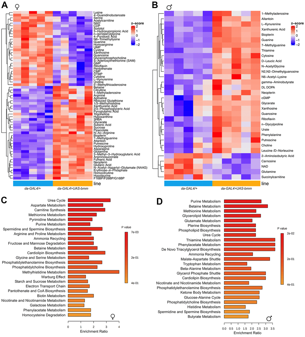 bmm overexpression increases mitochondrial biogenesis and oxidative metabolism. (A) Heatmap of 63 significantly differentiated metabolites identified between da-GAL4/+ and da-GAL4>UAS-bmm female flies by targeted metabolomics analysis. (B) Heatmap of 32 significantly differentiated metabolites identified between da-GAL4/+ and da-GAL4>UAS-bmm male flies by targeted metabolomics analysis. (C, D) Pathway analysis of significantly differentiated metabolites identified between da-GAL4/+ and da-GAL4>UAS-bmm flies. Each row represents a pathway and each bar indicates the enrichment of the metabolites detected in a given pathway. Color bar represents significance. See also Supplementary Figure 5.