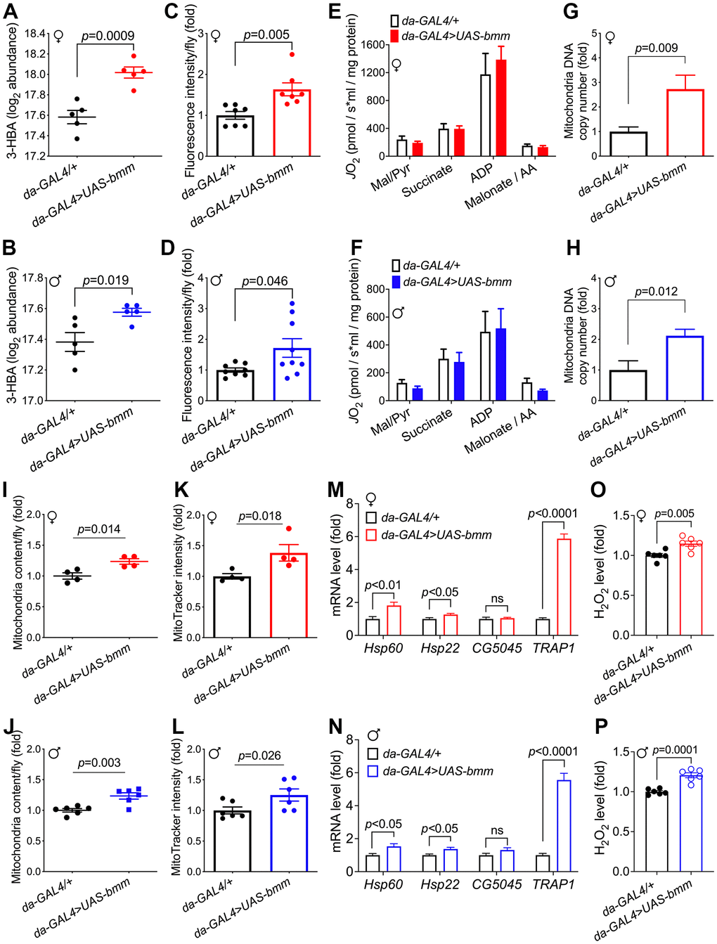 bmm overexpression increases mitochondrial biogenesis and oxidative metabolism. (A, B) Level of 3-hydroxybutyrate (log2 abundance) in da-GAL4/+ vs. da-GAL4>UAS-bmm flies. n=5 replicates, and each replicate contained 20 flies. FDR=0.0008 for bmm overexpression vs. control females, and FDR=0.13 for males. (C, D) β-oxidation rate measurement using fatty acid oxidation direct detection reagent, FAOblue (10 μM for 1 hour incubation). Each group consists of n=7-9 replicates, and each replicate sample was extracted from 20 flies. Data are shown as mean±SEM. Statistical analysis was carried out by two-tailed Student t-test in (A–D). (E, F) Oxygen consumption rate measurements of isolated mitochondria from da-GAL4/+ and da-GAL4>UAS-bmm flies, when stimulated by indicated reagents. Data are shown as mean±SEM and normalized by mitochondria protein. Statistical analysis was carried out by two-way ANOVA. n=5-6 replicates, and each replicate contained mitochondria extracted from 50 flies. Mal/Pyr: malate + Pyruvate; AA: antimycin A. (G, H) Quantification of mitochondrial DNA copy number in da-GAL4/+ vs. da-GAL4>UAS-bmm flies. Data are shown as fold change of mitochondrial Cytb DNA normalized to nuclear histone DNA. n=6-11 replicates, and each replicate was extracted from 10 flies. (I, J) Quantification of mitochondrial content in da-GAL4/+ vs. da-GAL4>UAS-bmm flies. n=4 replicates for females, and n=6 replicates for males. Mitochondria were isolated from 50 flies for each replicate, and protein content was quantified by BCA analysis. (K, L) MitoTracker intensity measurement of da-GAL4/+ vs. da-GAL4>UAS-bmm flies to assess mitochondrial mass. n=4 replicates for females, and n=6 replicates for males with 50 flies for each replicate. (M, N) Mitochondrial UPR genes mRNA expression level measurement in da-GAL4/+ vs. da-GAL4>UAS-bmm flies. n=7-11 replicates. (O, P) H2O2 level measurement in da-GAL4/+ vs. da-GAL4>UAS-bmm flies. n=6 replicates. Data are shown as mean±SEM. Statistical analysis was carried out by two-tailed Student t-test. See also Supplementary Figure 6.