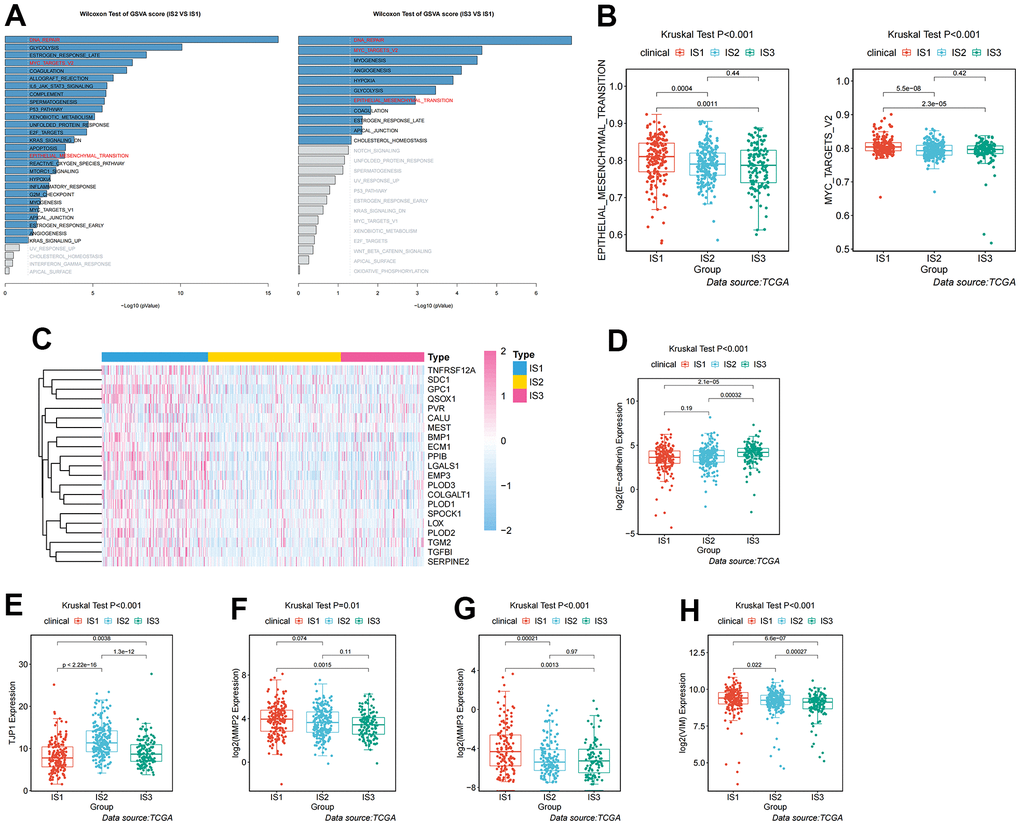 Analysis and definition of biological and immunological characteristics for IS1. (A) Differential enrichment analysis of signaling pathways in IS1 compared with IS2 and IS3 in TCGA cohorts. (B) Differential enrichment analysis of EMT and Myc signaling pathways among the ccRCC immune subtypes in TCGA cohorts. (C) Heatmap showing the distribution of key regulators of the EMT signaling pathway among the three immune subtypes. (D–H) Differential expression of molecules in the EMT signaling pathway among the three immune subtypes in TCGA cohorts.