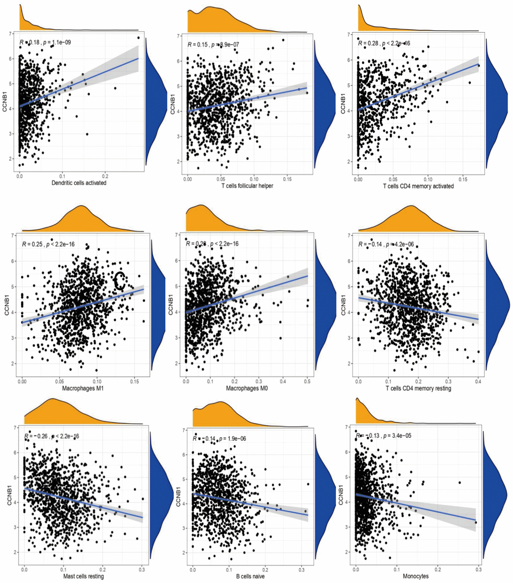 The correlation between CCNB1 and immune cell infiltration. Each point (in black) in the figure represents a sample. The abscissa is the content of an immune cell, and the expression of a gene in the ordinate. R > 0 suggests that the gene is positively correlated with the content of an immune cell, R 