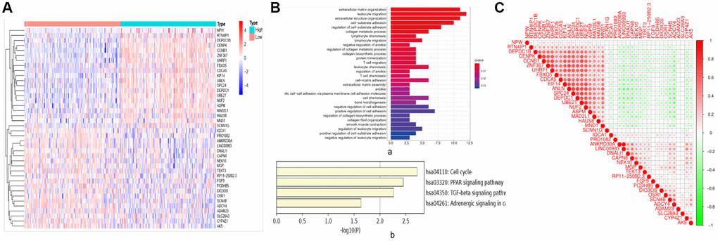 Related genes and signaling pathways affected by CCNB1. (A) DEGS: heat map. According to the different expression levels of CCNB1, they are divided into two groups: high expression (Green in the right half of the image) and low (Pink in the left half of the image) expression. The abscissa is the sample, and the ordinate is the gene name. (B) Go and KEGG analysis. (a) Go analysis demonstrated that CCNB1 and genes significantly associated with CCNB1 alterations mainly enriched extracellular matrix organization, leukocyte migration and extracellular structure organization. (b) The major enriched pathways were those connected with cell cycle, AMPK, PPAR signaling pathway and TGF signaling beta pathway according to the KEGG analysis. (C) The genes that are strongly linked to CCNB1.