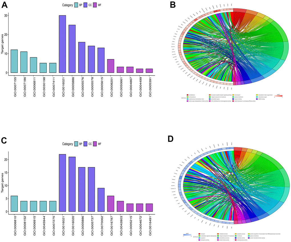 Bioinformatics analysis. (A, B) showed the diagrams of up-regulated GO pathways, and (C, D) represented the diagrams of down-regulated pathways of DEGs.