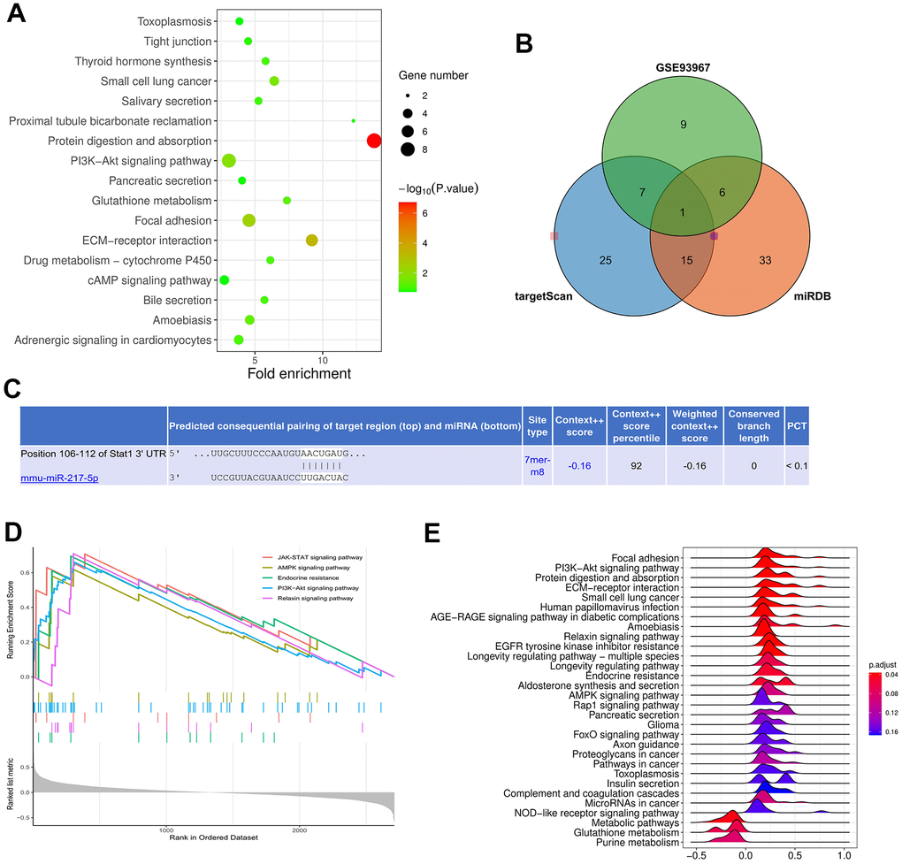 Prediction of miRNA target genes. (A) showed the KEGG pathway diagram. (B, C) represented Venn diagram and binding sites of mRNA and miRNA. (D, E) showed that JAK-STAT and AMPK signaling pathways were enriched pathways.