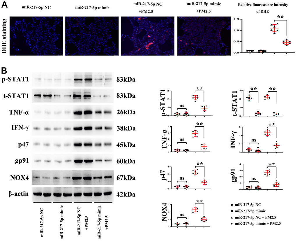 Changes in reactive oxygen species (ROS) level in lung tissues. (A) showed fluorescence intensity of DHE, and (B) represented the protein expressions of p-STAT1, t-STAT1, TNF-α, IFN-γ, p47, gp91 and NOX4 in lung tissues.