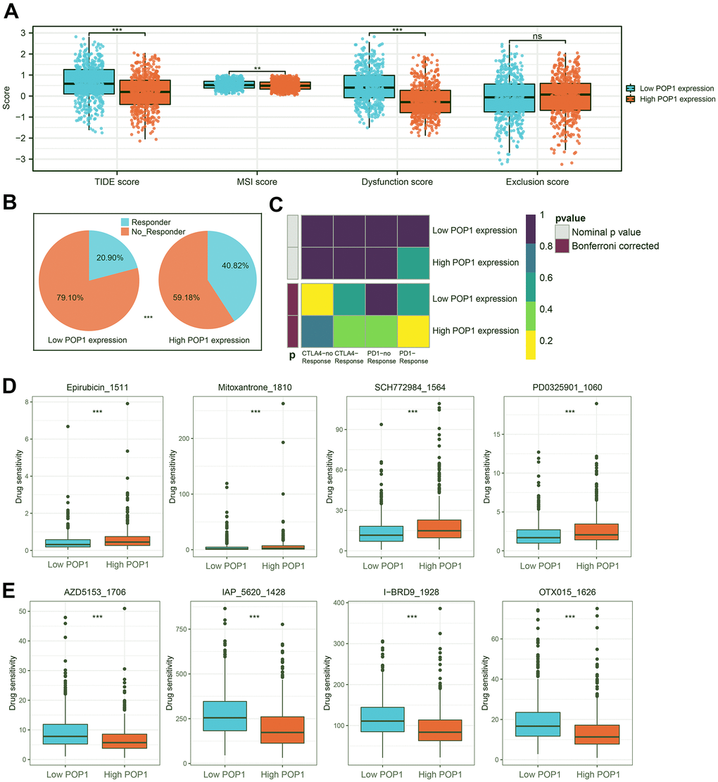 Immunotherapy response prediction and potential drug screening. (A) Distribution of Tumor Immune Dysfunction and Exclusion (TIDE) score, microsatellite instability (MSI) score, Dysfunction score, and Exclusion score. (B) Responder rates differed between the high- and low-POP1 groups. (C) A subclass mapping algorithm was used to verify the immunotherapy prediction results. (D, E) The drugs with the most significant difference in sensitivity between the high- and low-POP1 groups. **P 