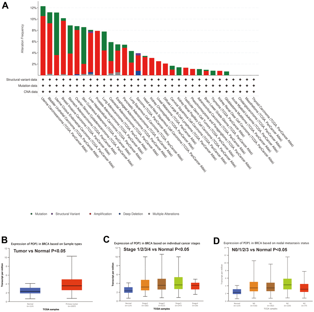 Mutation status of POP1 gene based on cBioPortal and the relationship between POP1 expression and clinical features of BC based on UALCAN databases. (A) Mutation analysis of the cBioPortal database showed that POP1 was the fourth most common mutation in BC. (B) UALCAN database also suggested that POP1 was more highly expressed in BC than in normal breast tissue. (C, D) Subgroup analysis verified that POP1 expression was higher in BC than in normal tissues regardless of stage or lymph node metastasis status.