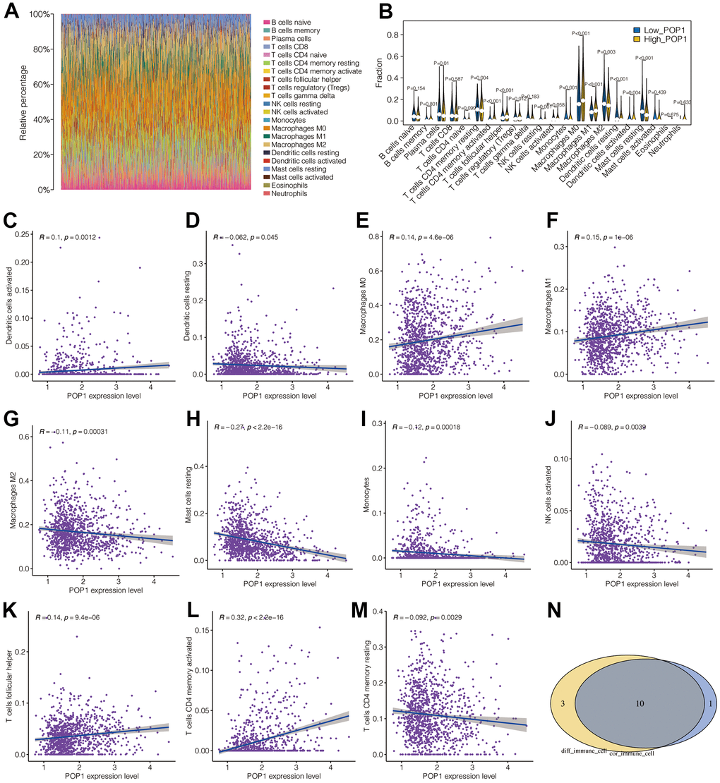 Correlation analysis between POP1 and immune microenvironment. (A) The landscape of immune cell infiltration in BC. (B) Difference analysis results of immune cell infiltration between the high- and low-POP1 group. (C–M) Correlation analysis showed that POP1 expression was correlated with a variety of immune cells. (N) A Venn diagram intersects the immune-cell types infiltrated differently with those associated with POP1.