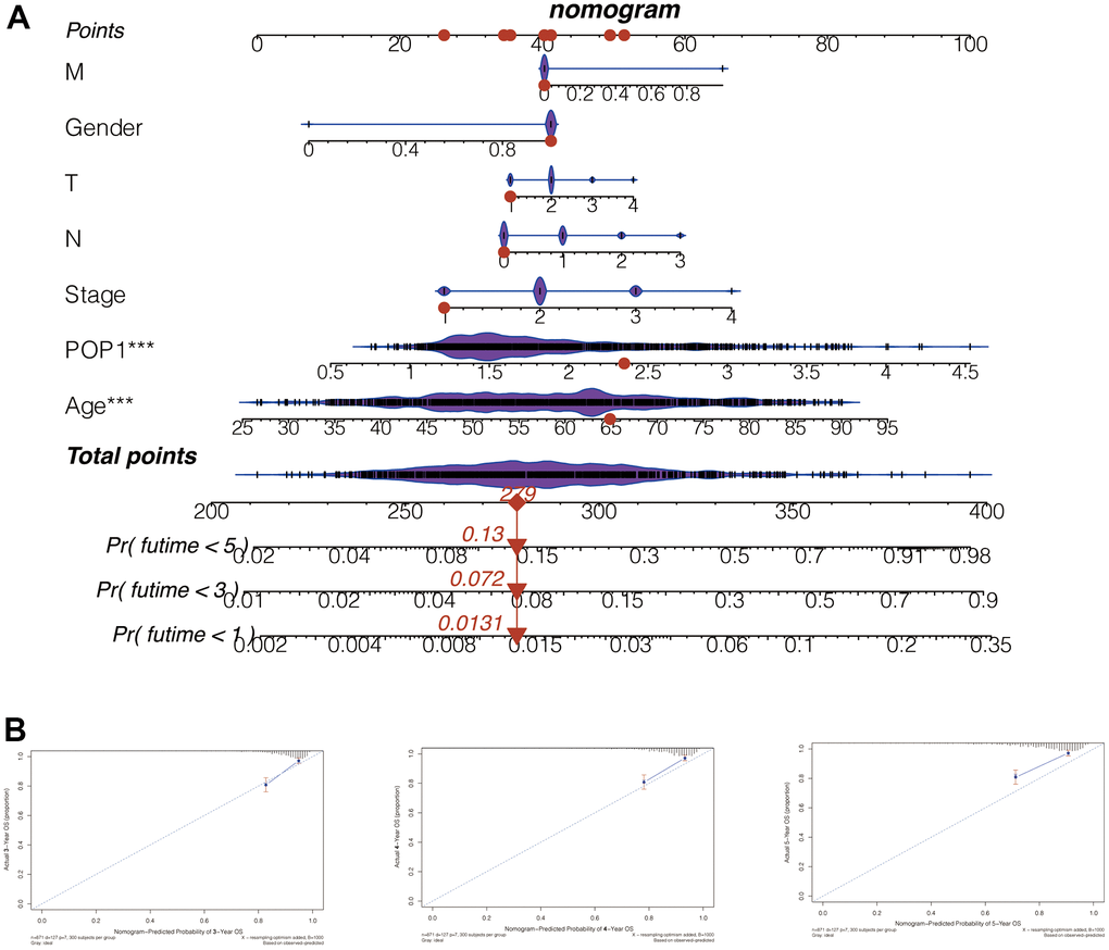 Nomogram to evaluate patient mortality. (A) The 1-, 3-, and 5-year mortality of BC patients predicted by this nomogram was 0.0131, 0.072, and 0.13, respectively. (B) According to the consistency between the observed and predicted values, the nomogram calibration plot of the training cohort was established. The calibration curves of 3, 4, and 5 years indicated that nomogram results are accurate.