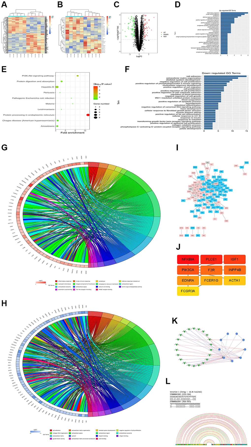 Overview of lncRNAH19 and PI3KCA expression in different DCM datasets. GSE101585, GSE26887 and GSE124405 were selected and downloaded from GEO database to identify the DEGs between DCM tissues and corresponding controls. (A and B) The heatmaps were screened out to illustrate the DEGs in DCM and corresponding controls using 124405 and GSE26887. (C) A volcano map was plotted to illustrate the DEGs using GSE101585. (D) GO enrichment analysis of abnormal regulation DEGs using GSE101585. (E) KEGG enrichment analysis of abnormal regulation DEGs using GSE101585. (F) GO biological processes analysis for the DEGs from GSE124401. (G and H) GO and KEGG enrichment analysis of abnormal regulation DEGs using GSE124405. (I) The PPI network of DEGs using GSE26887. (J) The top 10 hub genes in the PPI network were screened by Cytoscape plugin CytoHubba. (K) The Cytoscape co-expression analysis between differently expressed mRNAs and lncRNAs. (L) lncRNA-RNA interaction prediction.