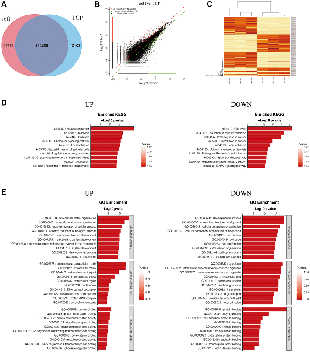 Differential expression analysis of soft/TCP. (A) Venn diagram of soft and TCP. (B) Scatter plot illustrated DEGs of soft/TCP. (C) Heat-map cluster analysis of DEGs. (D) KEGG pathways of up and down regulated DEGs. The color and horizontal axe were −log10 (p value) and gene number respectively. (E) GO analysis of up- and down- regulated DEGs. The GO analysis categorized mRNA into different groups: BP, CC, and MF. The color and horizontal axe were −log10 (p value) and gene number respectively.