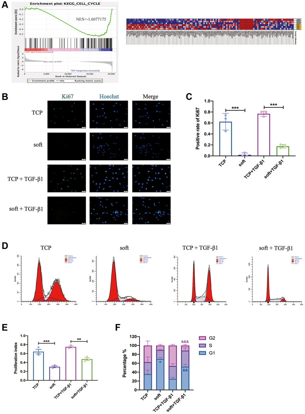 Soft substrates inhibited the proliferation of hFFs. (A) GSEA for cell cycle of mRNAs in soft/TCP. Enrichment score of cell cycle genes against their expression profile of soft/TCP. The x axis was the level, and the y axis was the enrichment score of these genes (left). Heat map showed the distribution of mRNAs expression of soft/TCP enriched under the cell cycle KEGG entry in all samples under the gene set, with each row representing one sample. Each line represented a gene, the color from blue to red represented mRNA expression from low to high (right). (B) Immunostaining against Ki67 of soft and TCP with or without TGF-β1 on day 1. Scale bars: 50 μm. (C) The positive rate of Ki67 in B. ***P n = 3 randomly selected fields from triplicate samples). (D) Detection of cell cycle by flow cytometry for soft and TCP with or without TGF-β1. (E) The percentage of PI. **P ***P n = 3). (F) The percentage of G1-, S-, and G2-phase in the cell cycle. *P &&P &&&P n = 3).