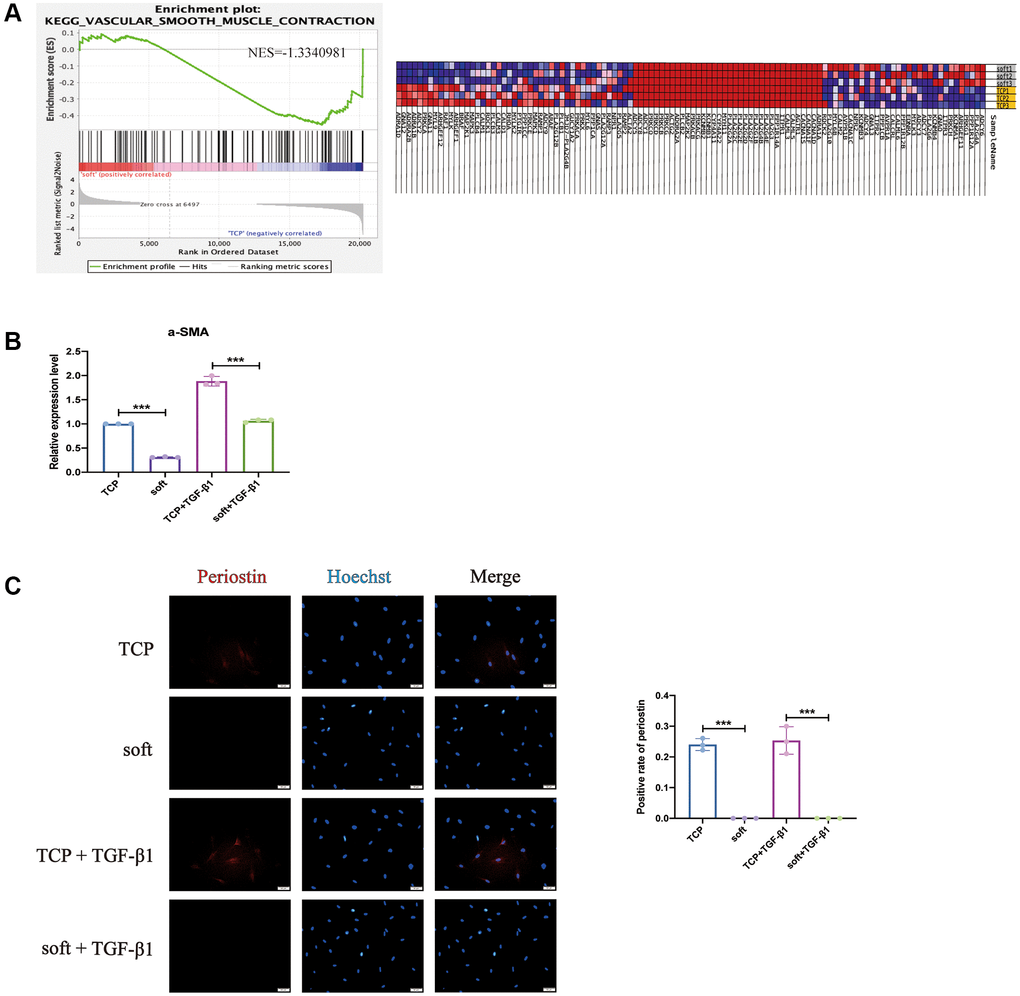 Soft substrates inhibited contractility of hFFs. (A) GSEA for vascular smooth muscle contraction of mRNAs in soft/TCP. Enrichment score of vascular smooth muscle contraction genes against their expression profile of soft/TCP. The x axis was the level, and the y axis was the enrichment score of these genes (left). Heat map showed the distribution of mRNAs expression of soft/TCP enriched under the vascular smooth muscle contraction KEGG entry in all samples under the gene set, with each row representing one sample. Each line represented a gene, the color from blue to red represented mRNA expression from low to high (right). (B) Quantitative reverse transcription PCR (qRT-PCR) analysis comparing α-SMA expression levels in soft and TCP. ***P n = 3). (C) Immunostaining against PERIOSTIN and the positive rate on day 1. Scale bars: 50 μm. ***P n = 3 randomly selected fields from triplicate samples).