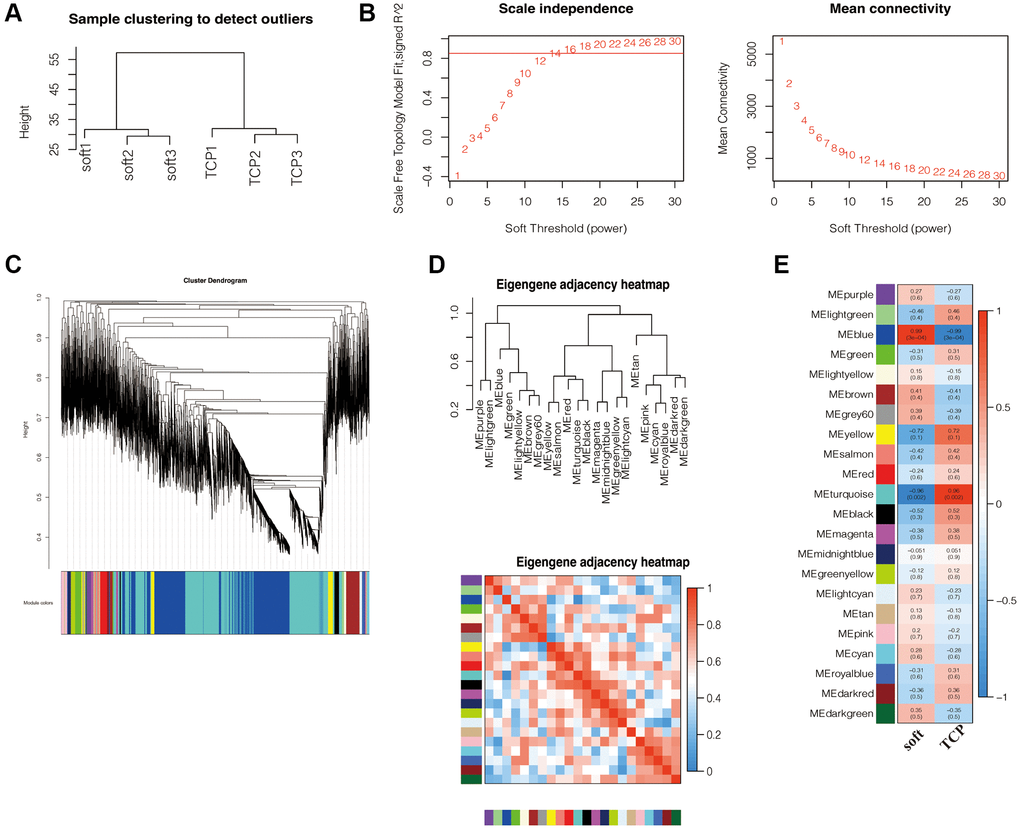 WGCNA and significant module recognition. (A) Sample clustering found no obvious outliers. (B) Analysis of network topology for various soft-thresholding powers. The left panel shows the scale-free fit index (y-axis) as a function of the soft-thresholding power (x-axis). Power 14 was chosen because the fit index curve flattened out upon reaching a high value (> 0.85). The right panel displays the mean connectivity (degree, y-axis) as a function of the soft-thresholding power (x-axis). (C) Clustering dendrogram of all mRNAs dataset based on topological overlap. Each module is given a unique colour and represents a cluster of coexpressed genes. (D) The eigengene adjacency heatmap was used to illustrate the relationship between eigengenes and phenotypic traits. (E) Identification of key modules related to the impact of soft matrices on hFFs. Heatmap displaying the correlations and significant differences between gene modules and samples. Each row corresponds to a module eigengene and each column to a trait. Correlation coefficients and P values are displayed in rectangles. Color-coded by relevance based on a color legend. Blue rectangles represent negative correlations between modules and samples, and red rectangles represent positive correlations between modules and samples.