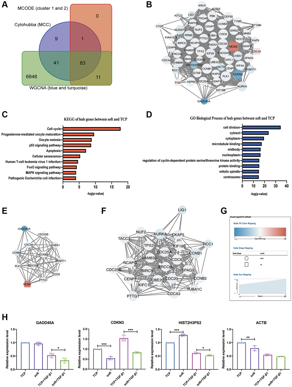 Screening and analysis of hub genes. (A) Veen diagram of CytoHubba (MCC), MCODE (cluster 1 and 2) and WGCNA (blue and turquoise modules). (B) The PPI network of 63 hub DEGs. (C) KEGG analysis of 63 hub DEGs. (D) GO analysis of 63 hub DEGs. (E) The PPI network of 12 hub DEGs in cell cycle. (F) The PPI network of 25 hub DEGs in cell division. (G) The legend of networks. The round represents down-regulated DEGs, the squar represents up-regulated DEGs, and the size of the node graph represents the degree, which denotes the number of nodes connected to each node. The colors of the nodes indicate the size of log2 (fold change). The higher and lower the expression is, the redder and bluer it is, respectively. (H) Quantitative reverse transcription PCR (qRT-PCR) analysis comparing GADD45A, CDKN3, HIST2H3PS2 and ACTB expression levels in soft and TCP with or without TGF-β1. *P **P ***P n = 3).