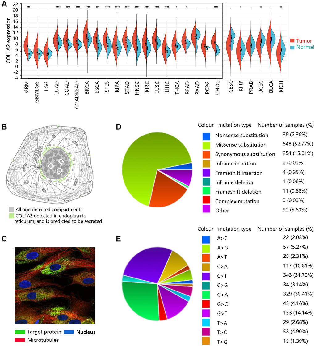 The basic characteristics of COL1A2. (A) The COL1A2 gene expression among multiple cancers. *P **P ***P B) Subcellular location and (C) immunofluorescence image of COL1A2 protein in human tumor cells. (D) Summary of different types of mutations related to the COL1A2 gene. (E) Various types of substitutional mutations.