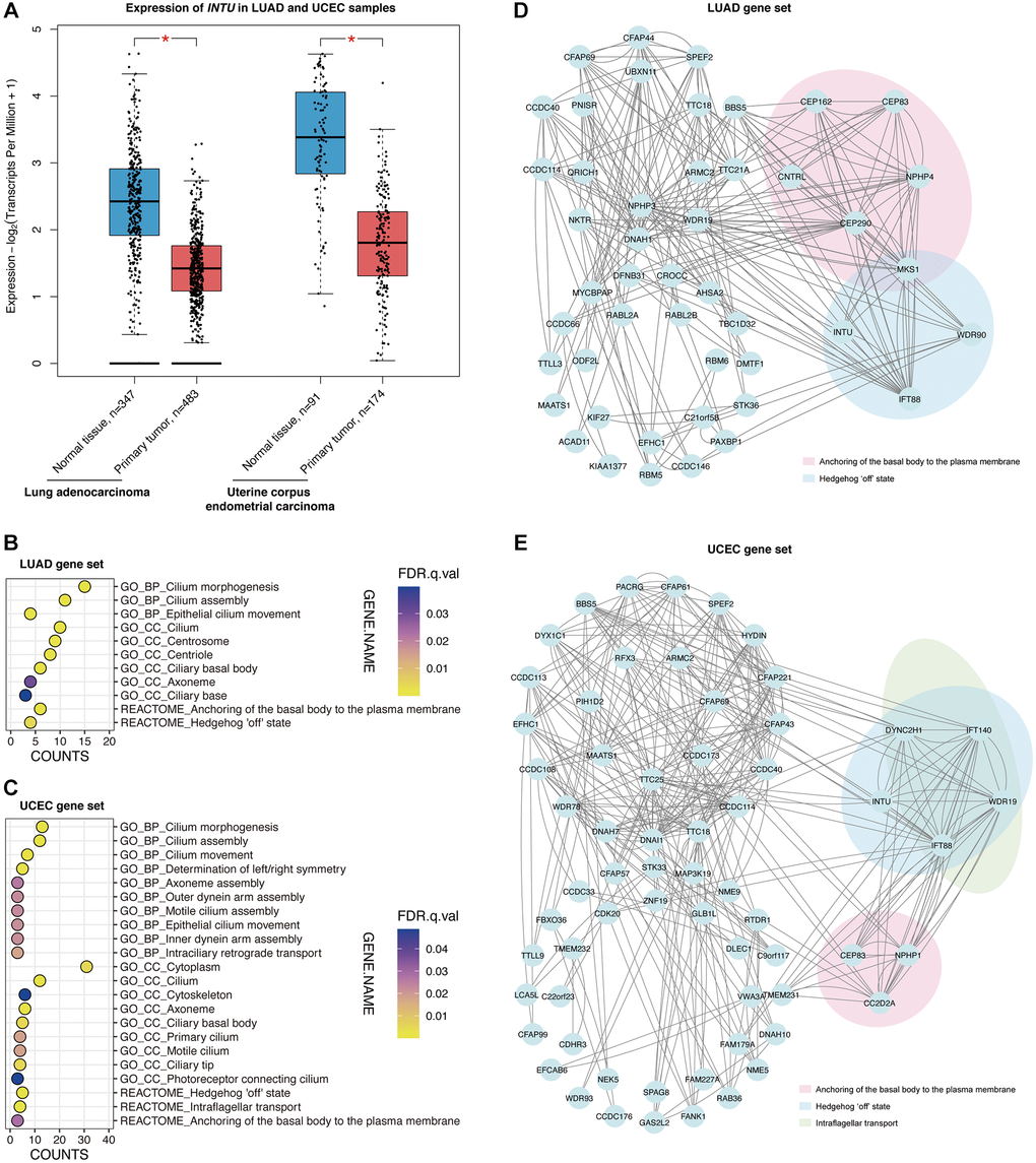 The Hh pathway-associated genes were enriched in LUAD and UCEC tumor samples. (A) The expression of INTU was significantly downregulated in LUAD and UCEC tumor samples. * denotes p B) The GO and Reactome enrichment analysis on the top 100 genes that showed similar expression pattern as INTU from LUAD tumor samples. BP indicates biological process, and CC indicates cellular compartment. (C) The GO and Reactome enrichment analysis on the top 100 genes that showed similar expression pattern as INTU from UCEC tumor samples. (D) Construction of the PPI network using genes that showed similar expression pattern as INTU in LUAD tumor samples. Two enriched Reactome pathways “Anchoring of the basal body to the plasma membrane” and “Hedgehog ‘off’ state” were highlighted. (E) Construction of the PPI network using genes that showed similar expression pattern as INTU in UCEC tumor samples. Three enriched Reactome pathways “Anchoring of the basal body to the plasma membrane”, “Hedgehog ‘off’ state” and “Intraflagellar transport” were highlighted.