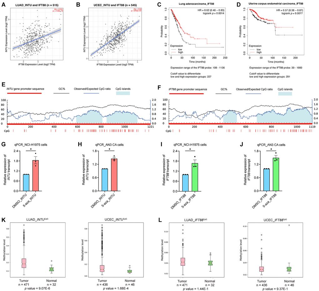 The expression of IFT88 correlated with INTU expression in LUAD and UCEC samples, and hypermethylation of INTUCpG was detected in LUAD and UCEC samples. (A, B) The expression of IFT88 positively correlated with the expression of INTU in LUAD (A) and UCEC (B) tumor samples. (C, D) Decreased expression of IFT88 was found associated with reduced OS probabilities in LUAD (C) and UCEC (D) patients. (E) Two putative CpG islands were identified in INTU gene promoter. (F) Two CpG islands were predicted in IFT88 gene promoter. (G, H) Treatment of 5-azacytidine induced INTU expression in NCI-H1975 (G) and AN3 CA (H) cells. n = 3 biological replicates. Each n represents an independent preparation of cell RNA samples. Error bars represent S.E.M. Statistical analysis was performed using two-tailed unpaired Student’s t-test. * denotes p I, J) Treatment of 5-azacytidine induced IFT88 expression in NCI-H1975 (I) and AN3 CA (J) cells. n = 3 biological replicates. Each n represents an independent preparation of cell RNA samples. Error bars represent S.E.M. Statistical analysis was performed using two-tailed unpaired Student’s t-test. * denotes p K) Hypermethylation of the INTUCpG was detected in LUAD and UCEC tumor samples. (L) No difference in IFT88CpG methylation levels were detected in LUAD and UCEC samples when compared to their respective normal control samples.