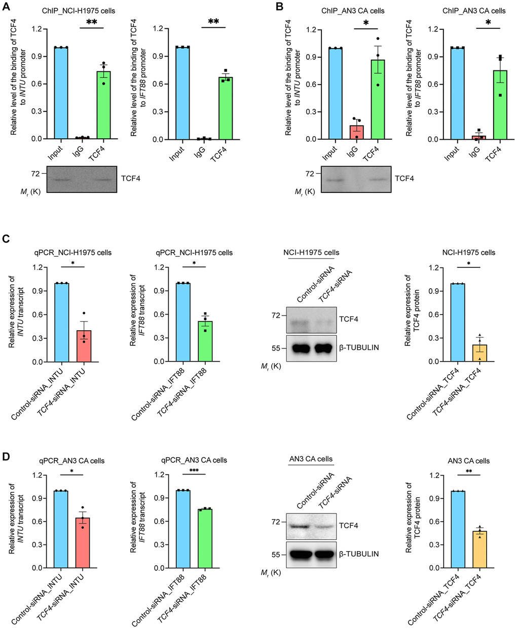 TCF4 interacted with INTU and IFT88 promoters and mediated their gene expression. (A, B) The binding between TCF4 and INTU and IFT88 promoters was detected in NCI-H1975 (A) and AN3 CA (B) cells. n = 3 biological replicates. Each n represents an independent preparation of ChIP samples. Error bars represent S.E.M. Statistical analysis was performed using two-tailed unpaired Student’s t-test. * denotes p ** denotes p C, D) Knockdown of TCF4 downregulated the transcript levels of INTU and IFT88 in NCI-H1975 (C) and AN3 CA (D) cells. n = 3 biological replicates. Each n represents an independent preparation of RNA and protein samples. Error bars represent S.E.M. Statistical analysis was performed using two-tailed unpaired Student’s t-test. *denotes p **denotes p ***denotes p 