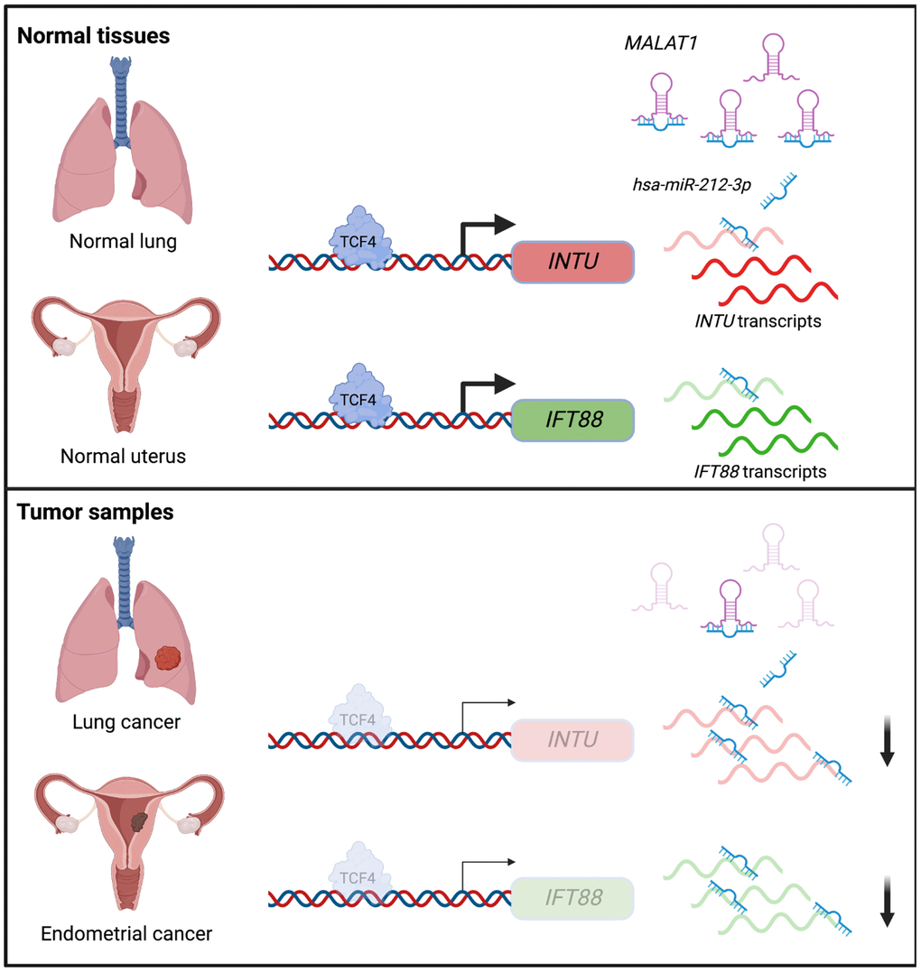 Illustration of the underlying mechanisms that contribute to INTU and IFT88 downregulation in the lung and endometrial cancers.