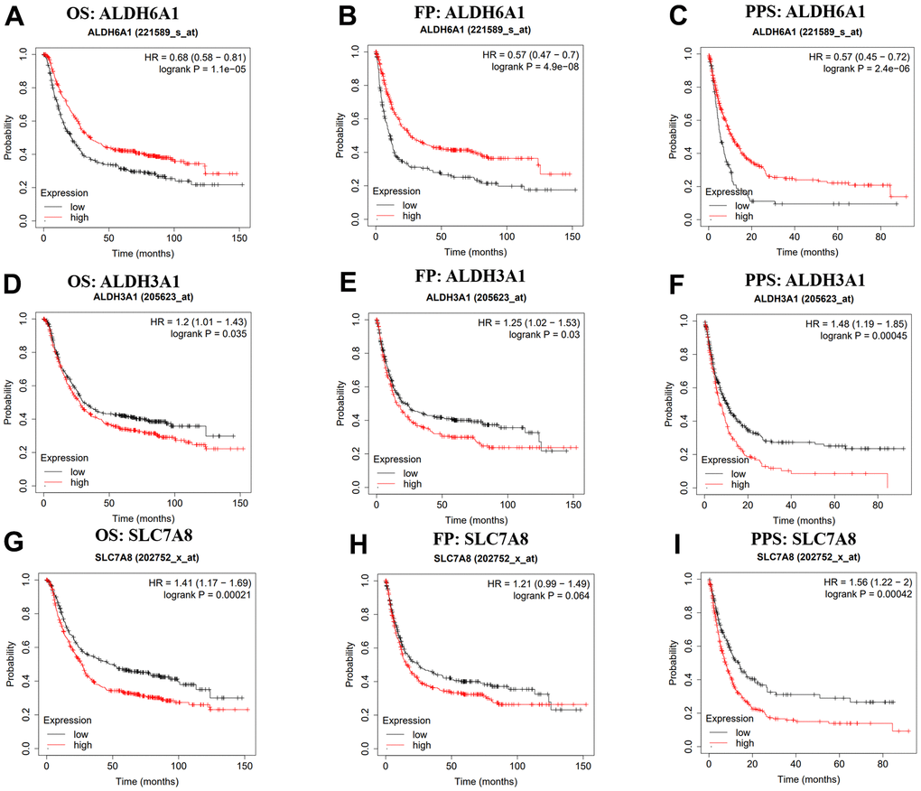 Kaplan-Meier platform showing the prognostic values of ALDH6A1, ALDH3A1 and SLC7A8 in GC. (A–I) The prognostic values of ALDH6A1, ALDH3A1 and SLC7A8 in GC patients. OS: overall survival, FP: first-progression, PPS: post progression survival.