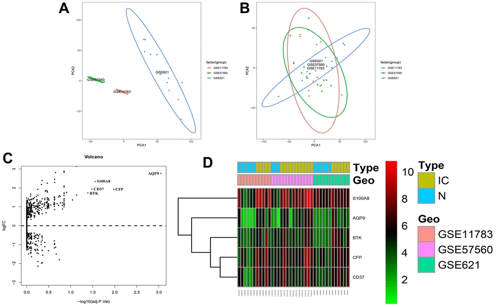 Identification of DEGs in GEO dataset of IC/BPS patients. (A, B) The ggplot2 package performed principal component analysis (PCA) on the (A) unnormalized and (B) normalized GSE11783, GSE57560 and GSE621 datasets. (C) Volcano maps of the merged datasets. (D) Heatmaps of cluster analysis by DEGs expression in GSE11783, GSE57560 and GSE621 datasets.