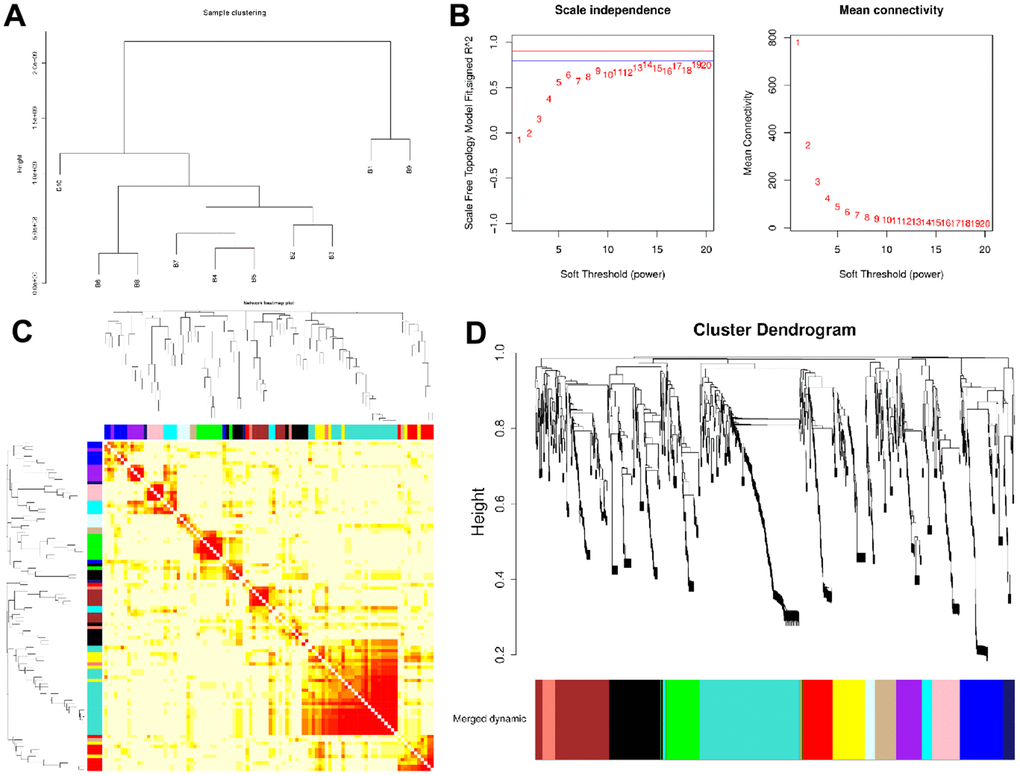 Network construction of the weighted co-expressed genes and their associations with age. (A) The Group hierarchical clustering tree. (B) Determination of soft-thresholding power. (C) The heatmap of genes correlation in modules. (D) Hierarchical clustering dendrograms (HCD) of modules. HCD using dynamic tree cut, depicting 14 plasma protein modules. Each branch of the HCD presents a single protein, and the colored bar below refers to its corresponding protein module. The HCD height is the distance between proteins.