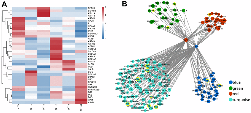 The expression of hub genes and transcription factor (TF) regulatory network in the critical module. (A) The expression heatmap of hub gene. (B) The interaction regulatory network of TF and target genes. The core circles are two transcription factors (CDC5L and HMGB2). The surrounding circles represent their target genes, the color represents the source module, the circle size represents the expression, and the yellow circle represents the hub gene.