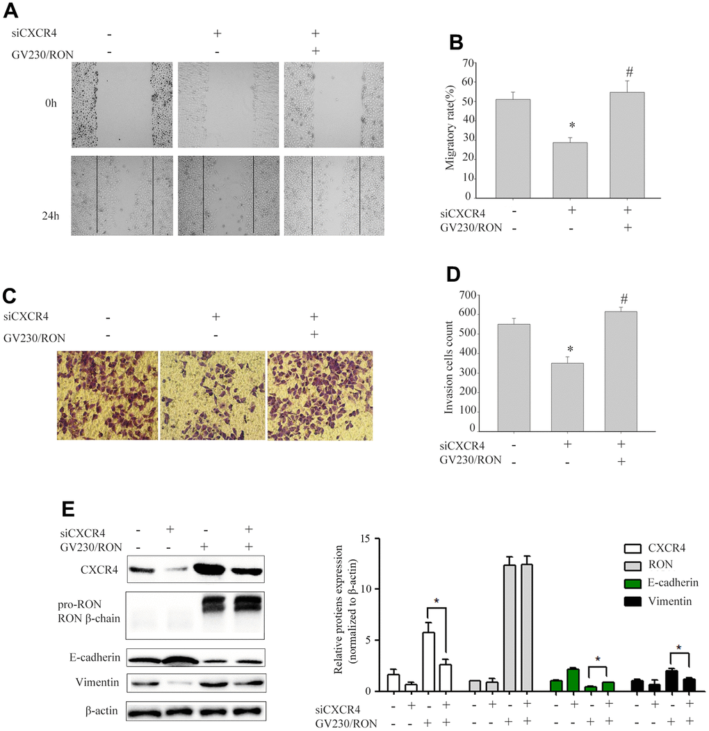 Ectopic expression of RON reverses the reduction of CXCR4 and the inhibition of cell migration and invasion by siCXCR4. After BIU87cells were transfected with siCXCR4 in the absence(-) or presence(+) of GV230/RON, wound healing assay for analysis of the cell migration (A, B), transwell invasion assay analysis of the cell invasion (C, D) and Western blot analysis of CXCR4, RON, E-cadherin and Vimentin expression (E). After down-regulation of CXCR4 with siCXCR4, the CXCR4 expression was significantly reduced, cell migration and invasion were also inhibited. However, overexpression of CXCR4 in BIU87 cells co-transfected with GV230/RON reversed CXCR4-reduced protein levels, cell migration and invasion. Data are shown as mean ± SEM from one of three experiments with similar results. *P #P 