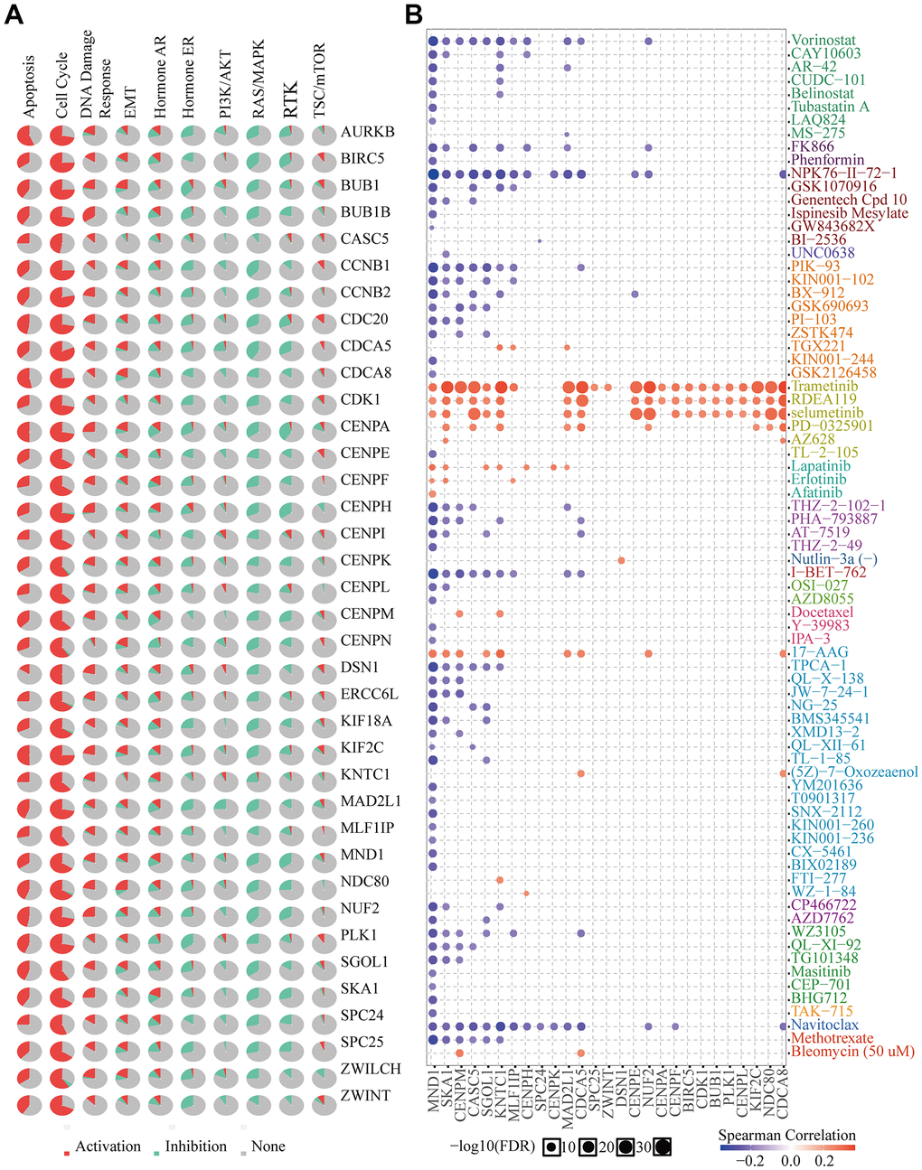 Drug susceptibility analysis of hub genes. (A) MND1-related Cancer pathway activity. (B) MND1-related drug sensitivity.